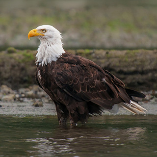 Knight Inlet - Bald eagle